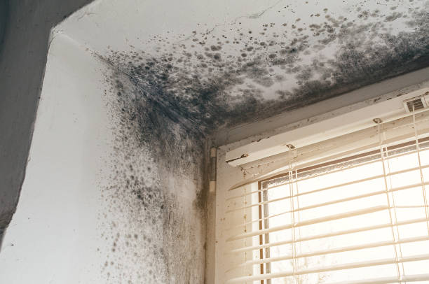Affordable Commercial Mold Remediation solutions in Church Hill, PA